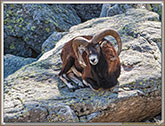 MOUFLONS